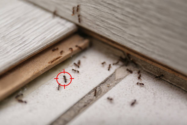 Best Pest Inspection Near Me  in Ridgecrest, CA