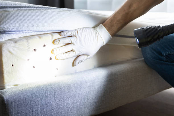 Best Rat Extermination Near Me  in Ridgecrest, CA