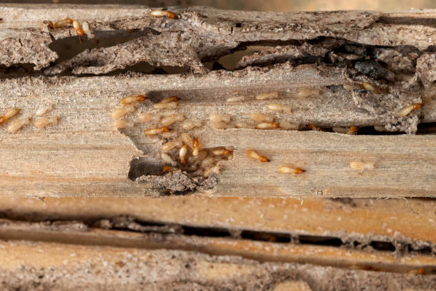 Best Pest Removal Services  in Ridgecrest, CA