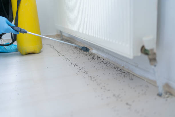 Best Best Pest Control Companies  in Ridgecrest, CA