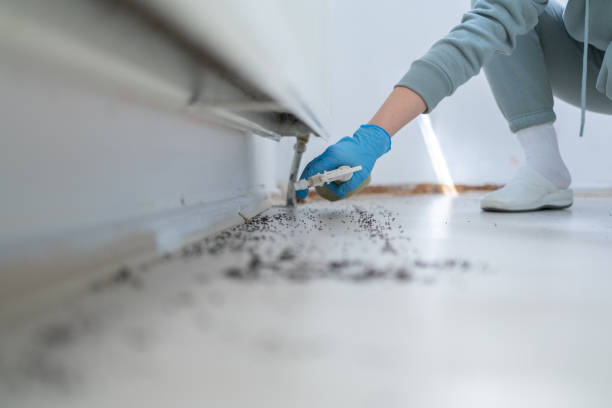 Professional Pest Control in Ridgecrest, CA